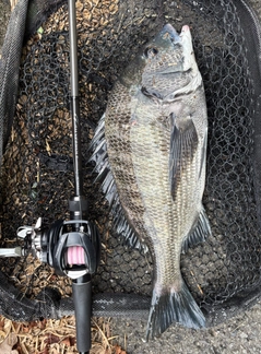 チヌの釣果