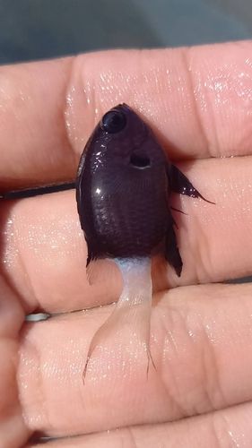 スズメダイの釣果