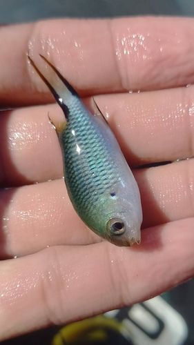 スズメダイの釣果