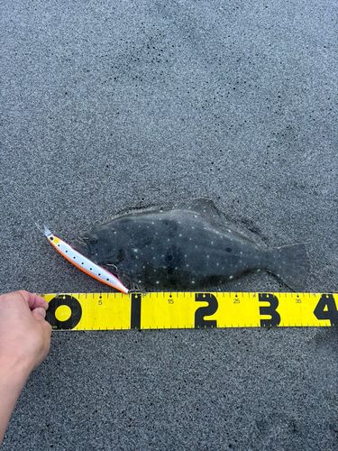 ヒラメの釣果