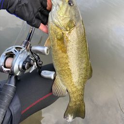 スモールマウスバス