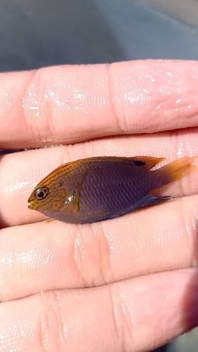 スズメダイの釣果