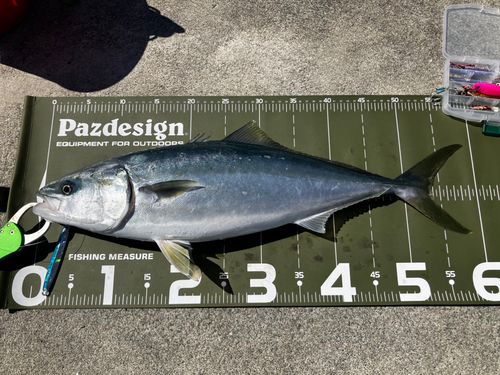 ワカシの釣果