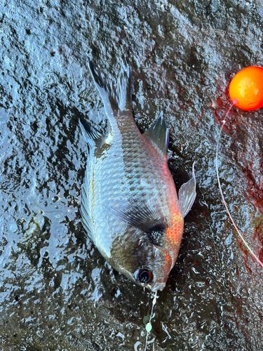 スズメダイの釣果