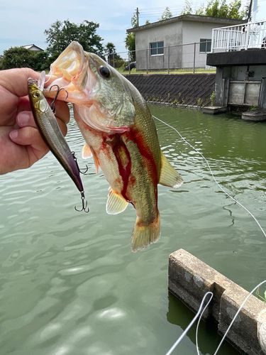 ブラックバスの釣果