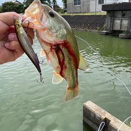 ブラックバス