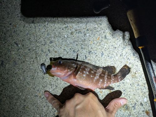 アコウの釣果