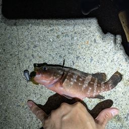 アコウ