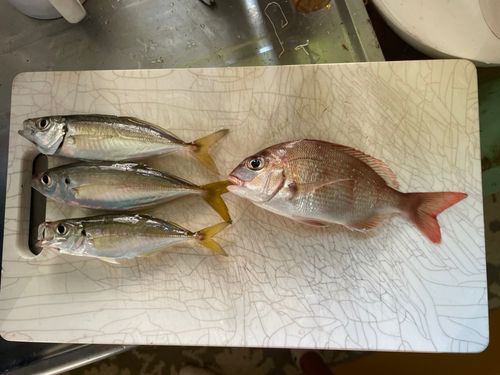 アジの釣果