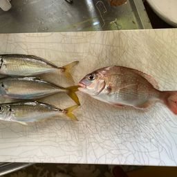 アジ