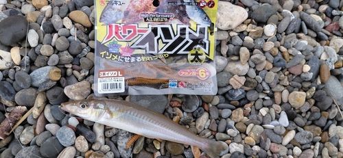 シロギスの釣果