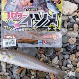 シロギス