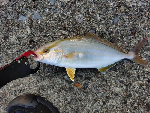 ショゴの釣果