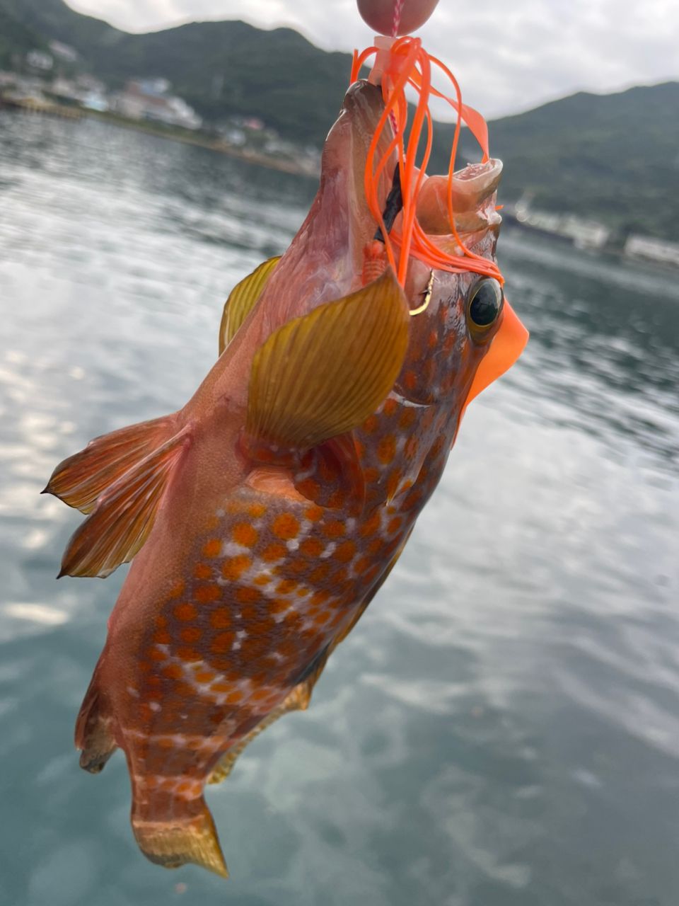 アブガルシア クロスフィールド XRFS-835M-MB AbuGarcia 555_1_800.jpg?20180327144018
