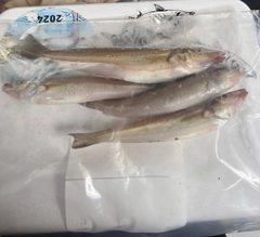 シロギスの釣果