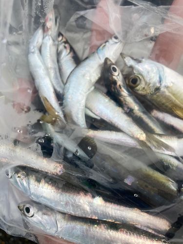 カタクチイワシの釣果