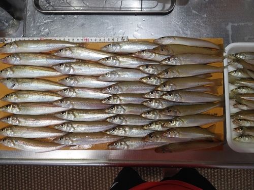 キスの釣果