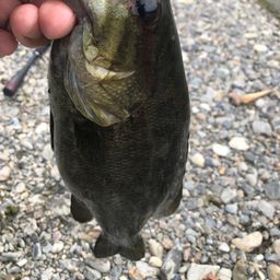 スモールマウスバス