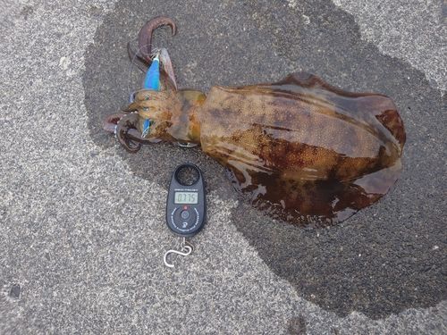 アオリイカの釣果