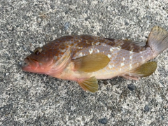 キジハタの釣果