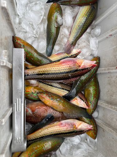 キュウセンの釣果