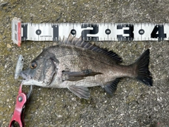 チヌの釣果
