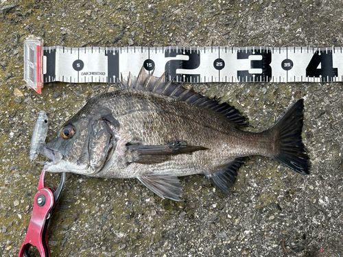 チヌの釣果