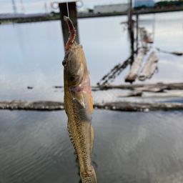 マハゼ