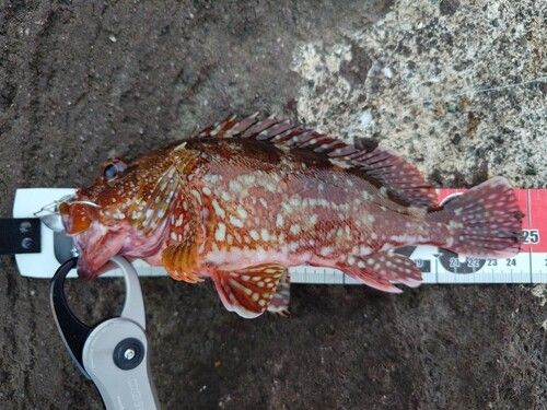 カサゴの釣果