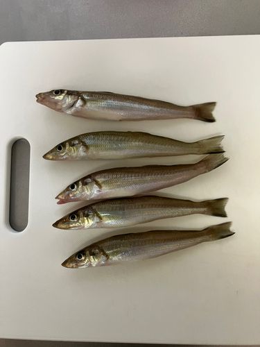 キスの釣果