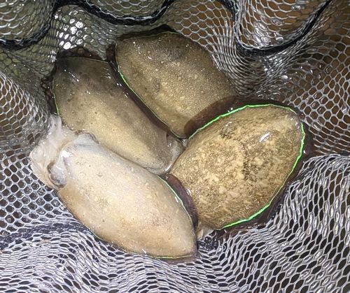 スミイカの釣果