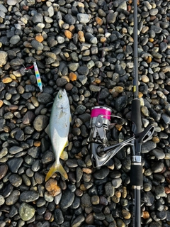 コゾクラの釣果