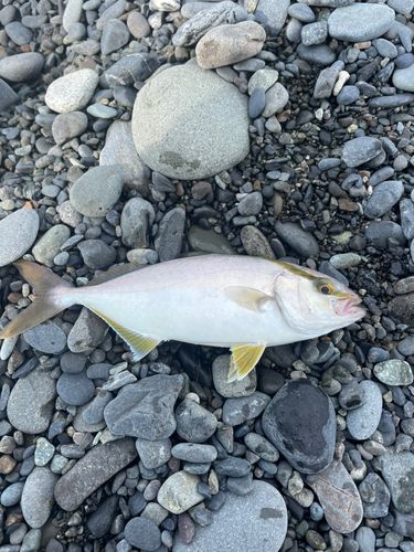 ショゴの釣果