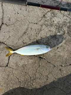 ワカシの釣果