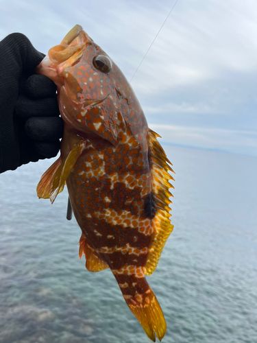 キジハタの釣果
