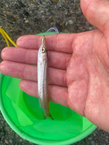 アカカマスの釣果