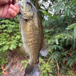 スモールマウスバス