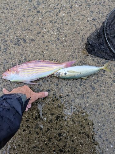 イトヨリダイの釣果
