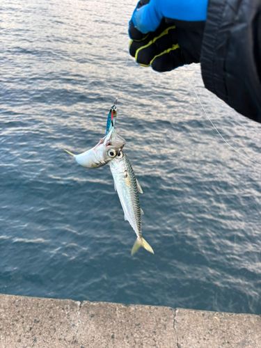 サバの釣果