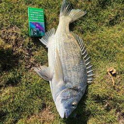 ミナミクロダイ