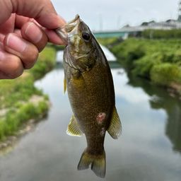 スモールマウスバス
