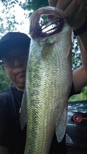 ブラックバスの釣果