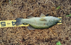 ブラックバスの釣果