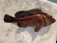 ノミノクチの釣果