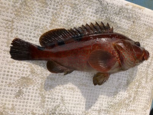 ノミノクチの釣果