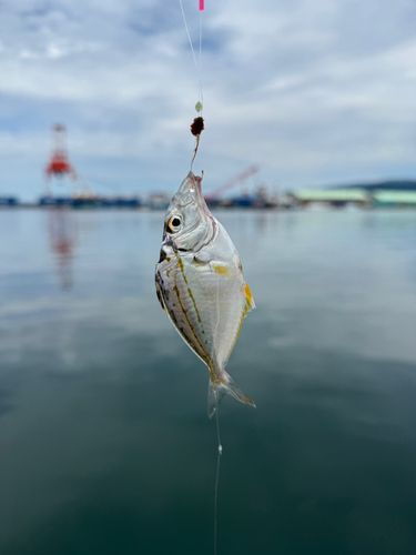 キビレヒイラギの釣果