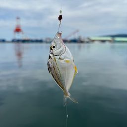 キビレヒイラギ