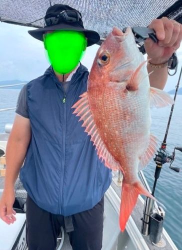 マダイの釣果