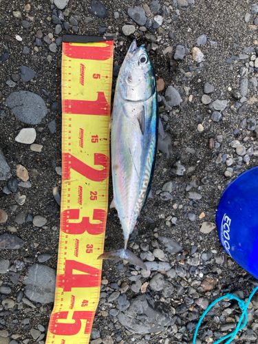 マルソウダの釣果