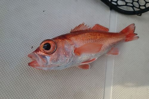 アカムツの釣果